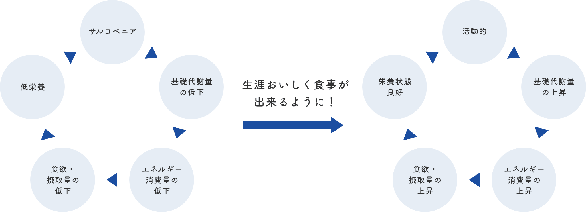 （サルコペニア→基礎代謝量の低下→エネルギー消費量の低下→食欲・摂取量の低下→低栄養）→生涯おいしく食事が出来るように！→（活動的→基礎代謝量の上昇→エネルギー消費量の上昇→食欲・摂取量の上昇→栄養状態良好）